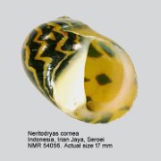 Neritodryas cornea (4)
